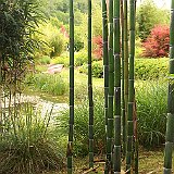 lac exotique avec cannes de Phyllostachys praecox violacense.jpg